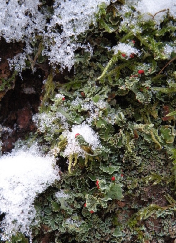 Cladonia sotto la neve